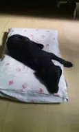 Panqueca