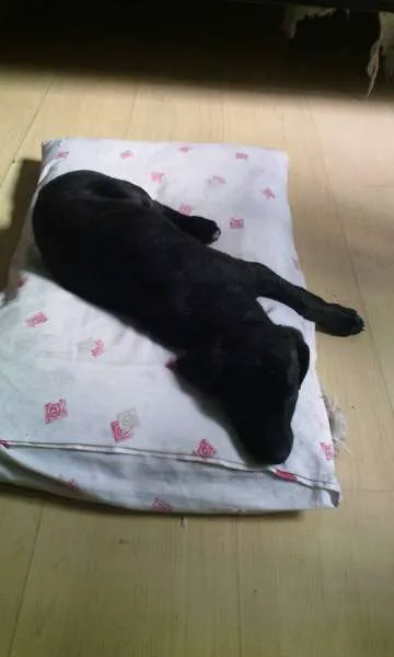 Cachorro ra a SRD idade 2 a 6 meses nome Panqueca
