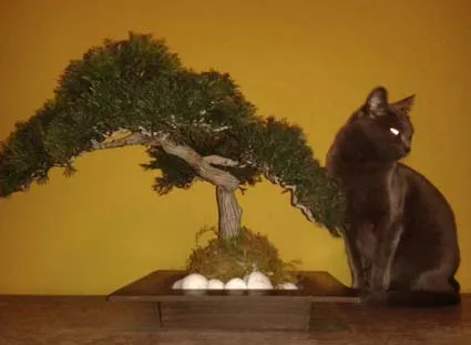 Gato ra a  idade 2 anos nome Laila