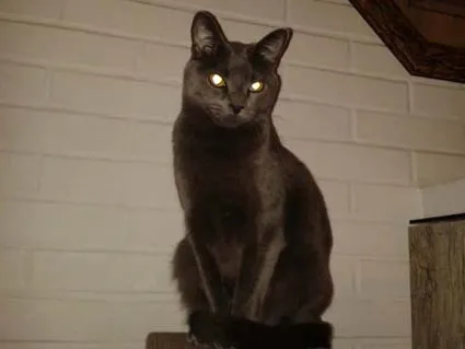 Gato ra a  idade 2 anos nome Laila