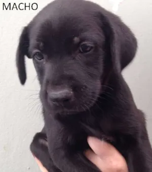 Cachorro raça SRD idade Abaixo de 2 meses nome sem nome