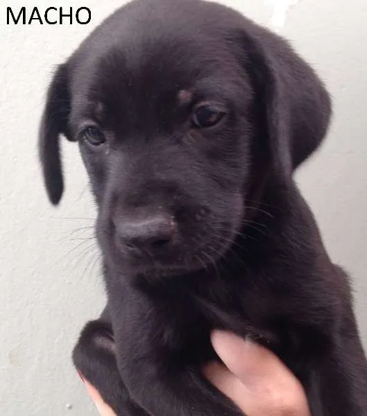 Cachorro ra a SRD idade Abaixo de 2 meses nome sem nome