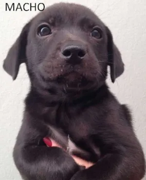 Cachorro raça SRD idade Abaixo de 2 meses nome sem nome