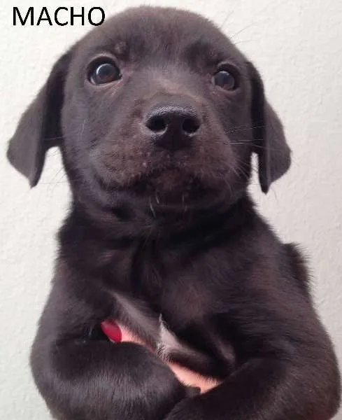 Cachorro ra a SRD idade Abaixo de 2 meses nome sem nome