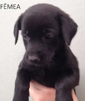 Cachorro raça SRD idade Abaixo de 2 meses nome sem nome
