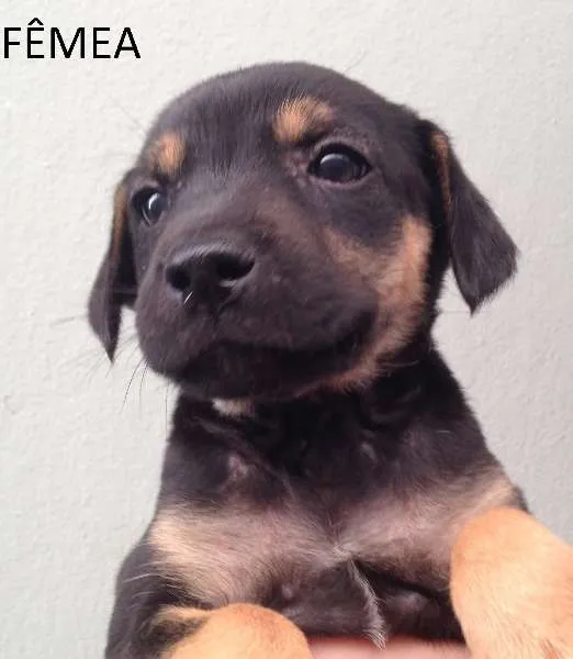Cachorro ra a SRD idade Abaixo de 2 meses nome sem nome