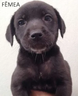 Cachorro raça SRD idade Abaixo de 2 meses nome sem nome