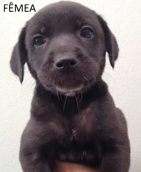Cachorro ra a SRD idade Abaixo de 2 meses nome sem nome