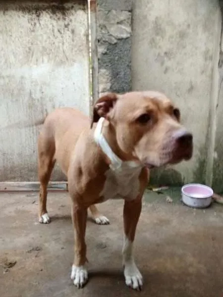 Cachorro raça Pit-Bull idade 2 anos nome Pity