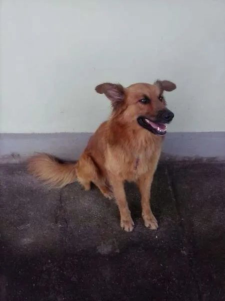 Cachorro ra a Mestiço idade 1 ano nome Victor