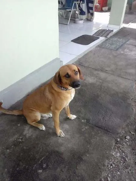 Cachorro ra a Não definida idade  nome Iuri