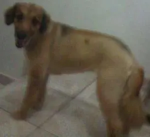 Cachorro raça Viralata idade 6 ou mais anos nome Maila