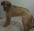 Maila