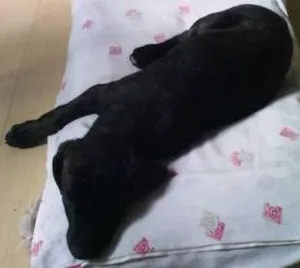 Cachorro raça SRD idade 2 a 6 meses nome Panqueca