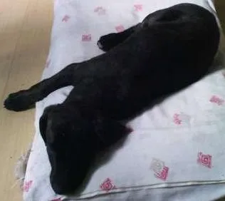 Cachorro ra a SRD idade 2 a 6 meses nome Panqueca