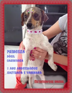 Cachorro raça Original idade 1 ano nome Princesa
