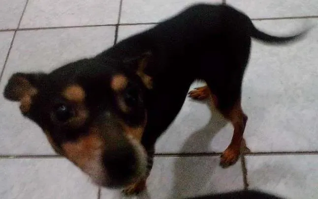 Cachorro ra a Pinscher idade 2 anos nome Spayk