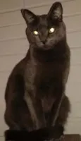 Laila
