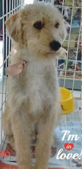 Cachorro ra a SRD idade 2 anos nome Camilo