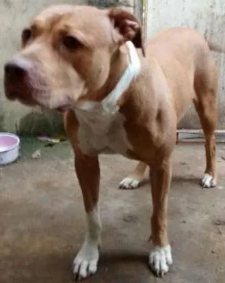 Cachorro raça Pit-Bull idade 2 anos nome Pity