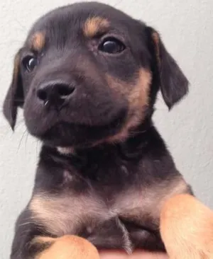 Cachorro raça SRD idade Abaixo de 2 meses nome sem nome