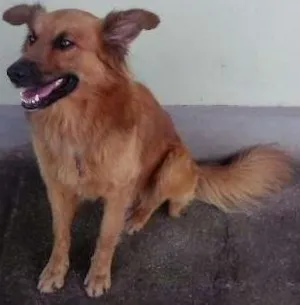 Cachorro raça Mestiço idade 1 ano nome Victor