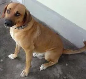 Cachorro ra a Não definida idade  nome Iuri