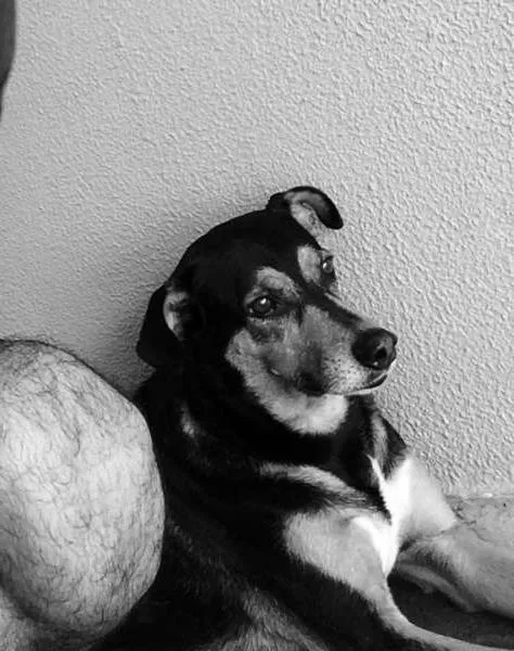 Cachorro ra a Vira lata idade 6 ou mais anos nome Magrão