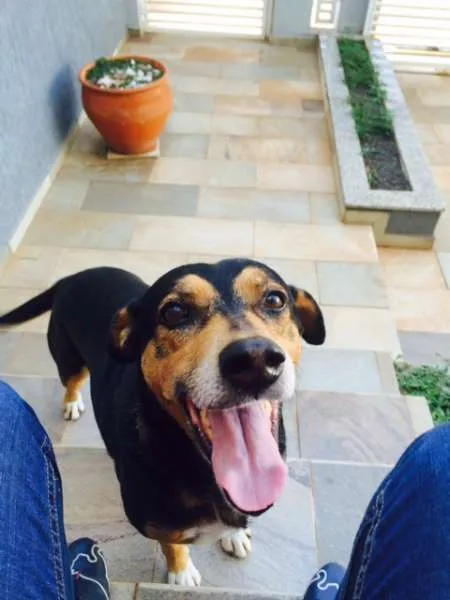 Cachorro ra a Vira lata idade 6 ou mais anos nome Magrão