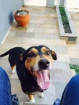 Magrão