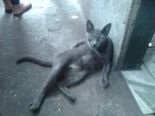 Gato ra a chartruex idade 3 anos nome Menina