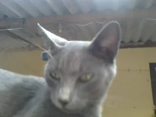 Gato ra a chartruex idade 3 anos nome Menina