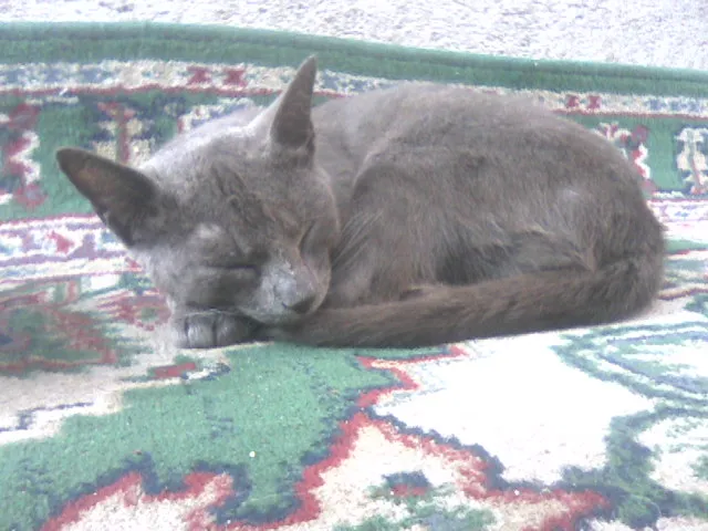 Gato ra a chartruex idade 3 anos nome Menina