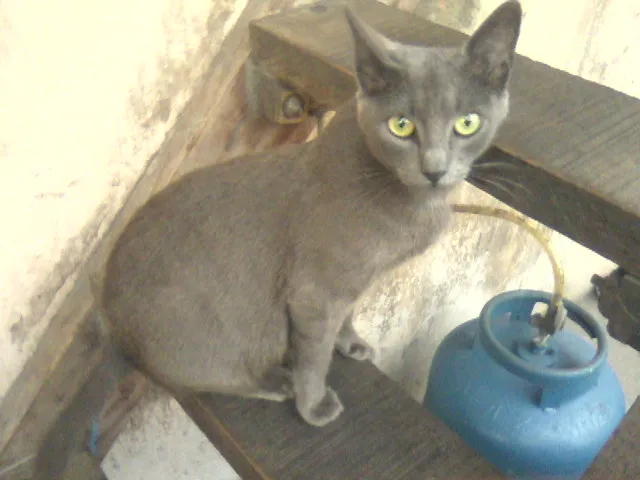 Gato ra a chartruex idade 3 anos nome Menina