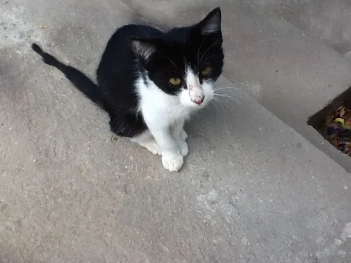 Gato ra a Não sei  idade 2 a 6 meses nome Sarita e Bia
