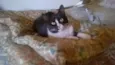 Jessy