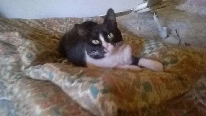 Gato ra a  idade 2 anos nome Jessy