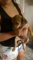 pequena