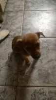 pequena