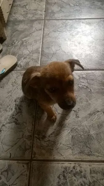 Cachorro ra a indefinida idade Abaixo de 2 meses nome pequena
