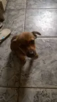 pequena