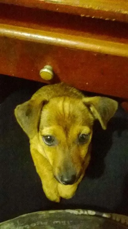 Cachorro ra a indefinida idade Abaixo de 2 meses nome pequena