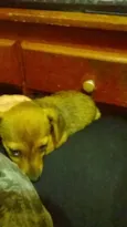 pequena