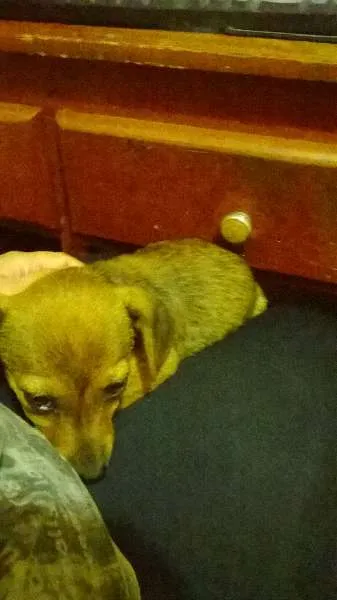 Cachorro ra a indefinida idade Abaixo de 2 meses nome pequena