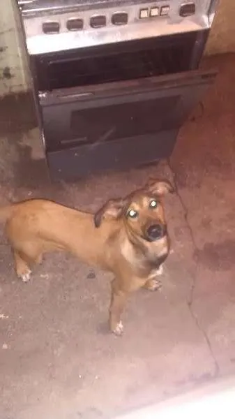 Cachorro ra a Pastor e labrador idade 2 a 6 meses nome Mel