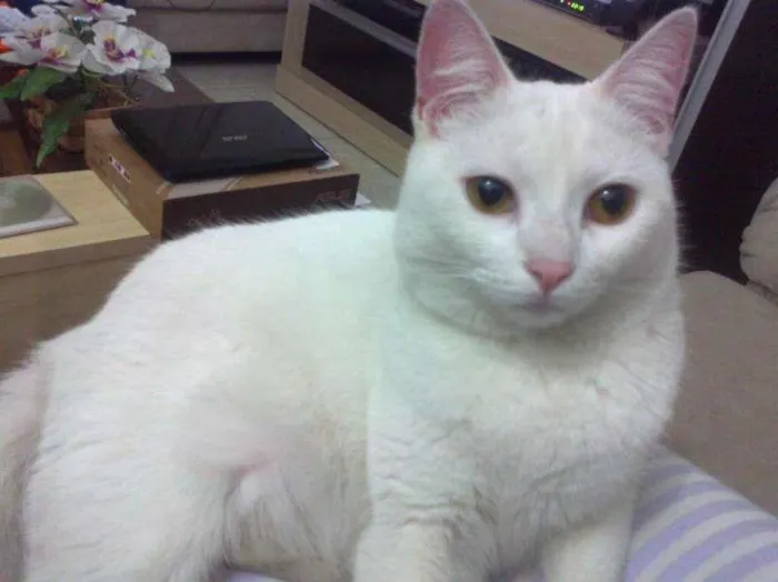 Gato ra a não definida idade 3 anos nome Luna