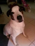 GORDO