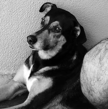 Cachorro ra a Vira lata idade 6 ou mais anos nome Magrão