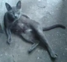 Gato raça chartruex idade 3 anos nome Menina