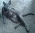 Menina